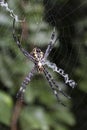 Argiope Appensa spider positioned at the center of its web. Royalty Free Stock Photo