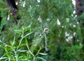 Argiope argentata silver garden spider