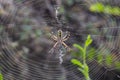 Argiope Audouin spider on Sunset