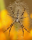 Argiope aurantia