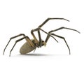 Argiope Aurantia Spider Isolated on White Background 3D Illustration Royalty Free Stock Photo