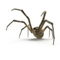 Argiope Aurantia Spider Isolated on White Background 3D Illustration Royalty Free Stock Photo