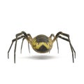 Argiope Aurantia Spider Isolated on White Background 3D Illustration Royalty Free Stock Photo