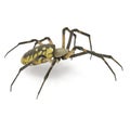 Argiope Aurantia Spider Isolated on White Background 3D Illustration Royalty Free Stock Photo