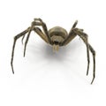 Argiope Aurantia Spider Isolated on White Background 3D Illustration Royalty Free Stock Photo