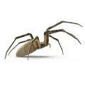Argiope Aurantia Spider Isolated on White Background 3D Illustration Royalty Free Stock Photo