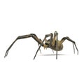 Argiope Aurantia Spider Isolated on White Background 3D Illustration Royalty Free Stock Photo