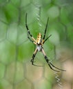 Argiope Aurantia on web Royalty Free Stock Photo