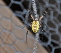 Argiope aurantia on wire screen Royalty Free Stock Photo