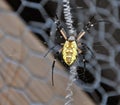 Argiope aurantia on wire screen