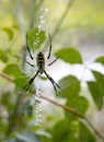 Argiope Aurantis Spider Royalty Free Stock Photo