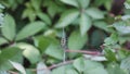 Argiope black and yellow, or yellow garden spider.