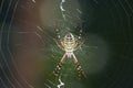 Argiope bruennichi