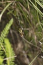 Argiope Bruennichi, dangerous spider, catches food Royalty Free Stock Photo