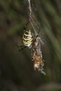 Argiope Bruennichi, dangerous spider, food in the web Royalty Free Stock Photo