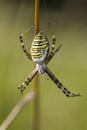 Argiope Bruennichi, dangerous spider on the web Royalty Free Stock Photo