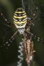 Argiope Bruennichi, dangerous spider on the web, caught victim Royalty Free Stock Photo