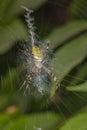 Argiope Bruennichi, dangerous spider on the web, close up Royalty Free Stock Photo