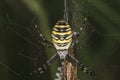 Argiope Bruennichi, dangerous spider on the web, close up Royalty Free Stock Photo