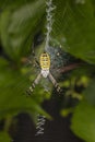 Argiope Bruennichi, dangerous spider on the web, close up Royalty Free Stock Photo