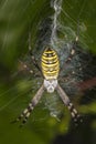 Argiope Bruennichi, dangerous spider on the web, close up Royalty Free Stock Photo