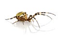 Argiope bruennichi in studio Royalty Free Stock Photo