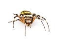 Argiope bruennichi in studio Royalty Free Stock Photo