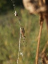 Argiope bruennichi lady spider