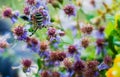 Argiope Bruennichi Spider Doing what Spider Does Royalty Free Stock Photo