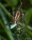 Argiope bruennichi spider catches a little cicade Royalty Free Stock Photo