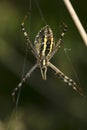 Argiope Bruennichi, spider frome behind