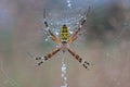 Argiope Bruennichi Spider on a spiderweb with water drops Royalty Free Stock Photo