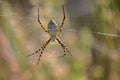 Argiope bruennichi spider spinning a delicate web in a tranquil outdoor setting