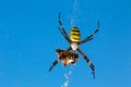 Argiope bruennichi