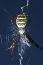 Argiope Bruennichi