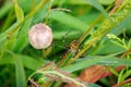 Wasp spider with egg sac in dutch autumn landscape