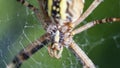 Argiope Bruennichi, or the wasp-spider, close-up in web waiting for food.