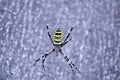 Argiope bruennichi wasp spider female in web, close up macro detail, soft blurry background Royalty Free Stock Photo