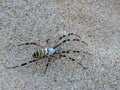 Argiope bruennichi wasp spider walking on the beach