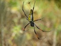 Argiope female spider on the canvas with the male