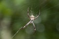 Argiope keyserlingi or Argiope aetherea both known as St Andrews cross spider Royalty Free Stock Photo