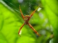 Argiope keyserlingi, a species of spider Araneidae Royalty Free Stock Photo