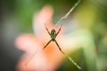 Argiope keyserlingi Spider Royalty Free Stock Photo