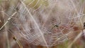 Argiope lobata female spider on a spider web with dew drops in nature