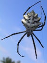 Argiope lobata spider against the sky Royalty Free Stock Photo