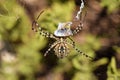 Argiope lobata spider , family Araneidae