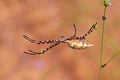 Argiope lobata spider , family Araneidae Royalty Free Stock Photo