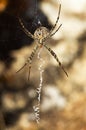 Argiope lobata spider and web in ventral view