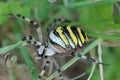 Argiope Spider 2 Royalty Free Stock Photo