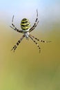 Argiope spider